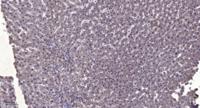 PC-PLD2 Polyclonal Antibody