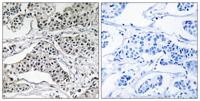 PC-PLD3 Polyclonal Antibody