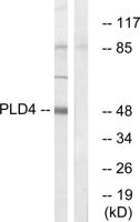 PC-PLD4 Polyclonal Antibody