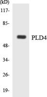 PC-PLD4 Polyclonal Antibody