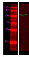 PDE2A Polyclonal Antibody