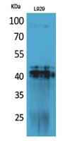 PDGF-D Polyclonal Antibody