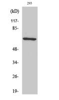 PAF65α Polyclonal Antibody