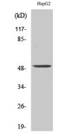 PAH Polyclonal Antibody