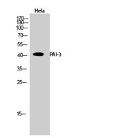 PAI-3 Polyclonal Antibody