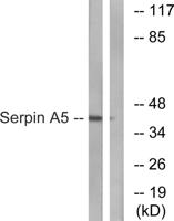 PAI-3 Polyclonal Antibody