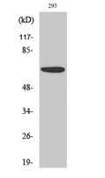 PAKα Polyclonal Antibody