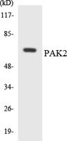 PAKγ Polyclonal Antibody