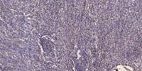 Palladin Polyclonal Antibody