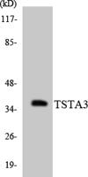 FX Polyclonal Antibody