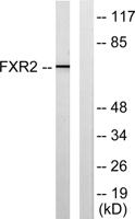 FXR2 Polyclonal Antibody