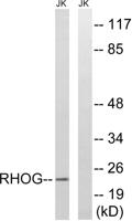 Rho G Polyclonal Antibody