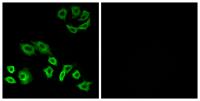 Rho H Polyclonal Antibody