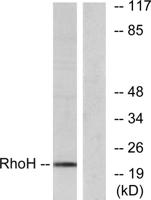 Rho H Polyclonal Antibody