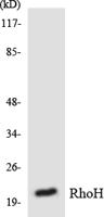 Rho H Polyclonal Antibody