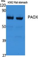 PAOX Polyclonal Antibody