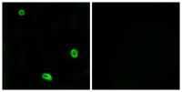 PAR-4 Polyclonal Antibody