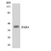 PAR-4 Polyclonal Antibody