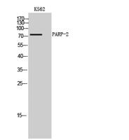 PARP-2 Polyclonal Antibody