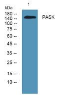 PASK Polyclonal Antibody