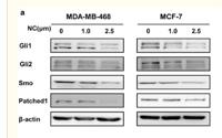 Patched Polyclonal Antibody