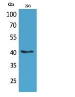 Pax-5 Polyclonal Antibody