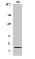 Pax-8 Polyclonal Antibody