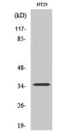 Pax-9 Polyclonal Antibody