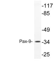 Pax-9 Polyclonal Antibody