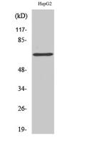 p68 RNA Helicase Polyclonal Antibody