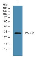 PABP2 Polyclonal Antibody