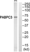 PABP3 Polyclonal Antibody