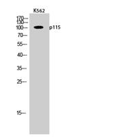 p115 Polyclonal Antibody