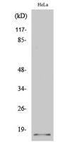 p14ARF Polyclonal Antibody