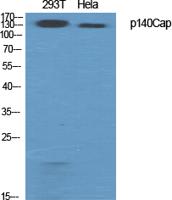 p140Cap Polyclonal Antibody