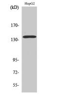 p140Cap Polyclonal Antibody