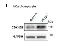 p15 Polyclonal Antibody