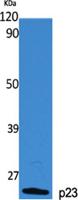 p23 Polyclonal Antibody