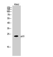 p23 Polyclonal Antibody