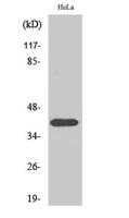 P2RY8 Polyclonal Antibody