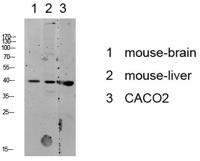 p38 MAPK Polyclonal Antibody