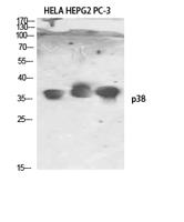 p38 Polyclonal Antibody