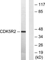 p39 Polyclonal Antibody