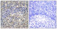 p47-phox Polyclonal Antibody