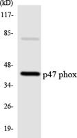 p47-phox Polyclonal Antibody