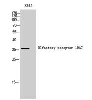 Olfactory receptor 10A7 Polyclonal Antibody