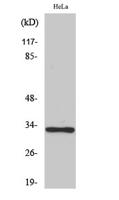 Olfactory receptor 10AD1 Polyclonal Antibody