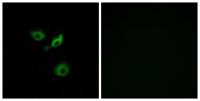 Olfactory receptor 10AD1 Polyclonal Antibody