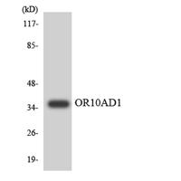 Olfactory receptor 10AD1 Polyclonal Antibody