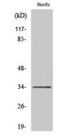 Olfactory receptor 10G2 Polyclonal Antibody